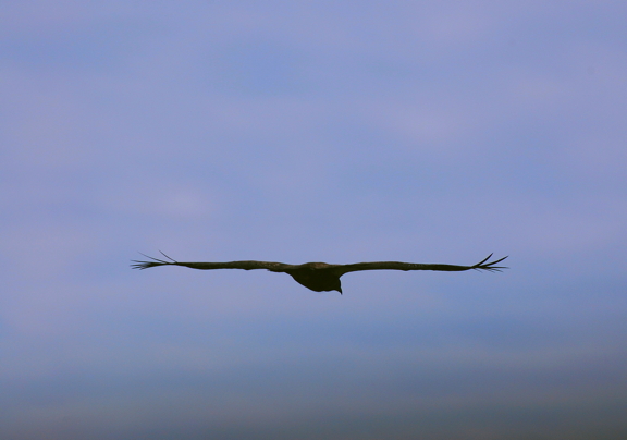 Juvenile Bald Eagle. Photo by Alex Shapiro.